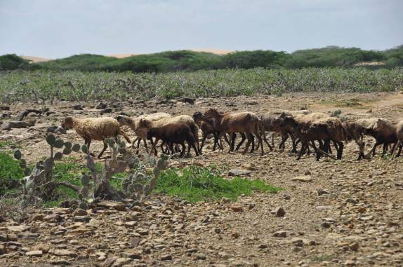 Ovelhas pastam no deserto da península de La Guajira, na Colômbia
